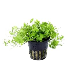 Hydrocotyle tripartita bouquet d'occasion  Livré partout en France