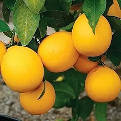Fresh meyer lemons for sale  Delivered anywhere in USA 