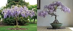 African tree wisteria for sale  Delivered anywhere in UK