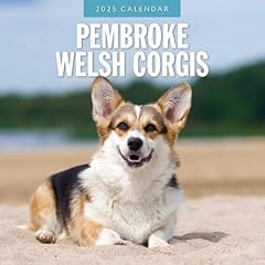 Pembroke welsh corgis for sale  Delivered anywhere in UK