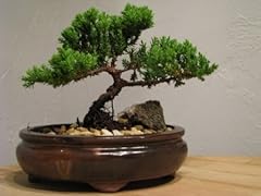 9greenbox bonsai juniper for sale  Delivered anywhere in USA 