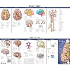Anatomical chart company for sale  Delivered anywhere in USA 