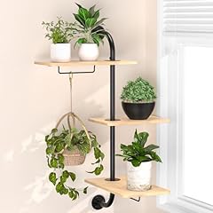 Yuoros window plant for sale  Delivered anywhere in USA 