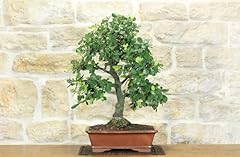 Bonsai quercia leccio usato  Spedito ovunque in Italia 