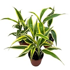 Bubbleblooms dracaena deremens for sale  Delivered anywhere in USA 