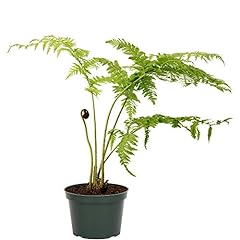 American plant australian for sale  Delivered anywhere in USA 