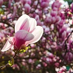 Chuxay garden seeds for sale  Delivered anywhere in USA 