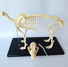 Cane scheletro esemplare usato  Spedito ovunque in Italia 