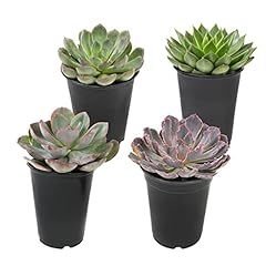1qt echeveria succulents for sale  Delivered anywhere in USA 