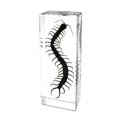 Scolopendra subspinipes campio usato  Spedito ovunque in Italia 