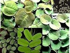 Aqua plants selezione usato  Spedito ovunque in Italia 