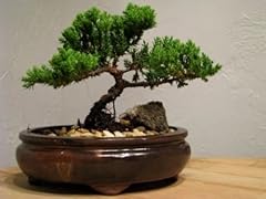 9greenbox live bonsai for sale  Delivered anywhere in USA 