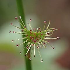 Semi drosera drosera usato  Spedito ovunque in Italia 