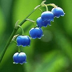 Lily valley seeds for sale  Delivered anywhere in USA 