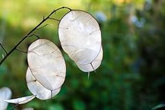 Lunaria biennis silberblatt gebraucht kaufen  Wird an jeden Ort in Deutschland