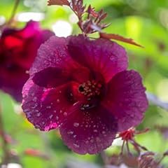 Hibiscus live plants for sale  Delivered anywhere in USA 