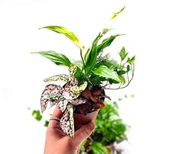 Bundle closed terrarium for sale  Delivered anywhere in UK