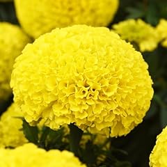 Perfect plants african for sale  Delivered anywhere in UK