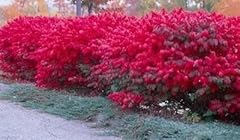 Burning bush 2.25 for sale  Delivered anywhere in USA 