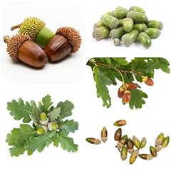 Semi quercia semi usato  Spedito ovunque in Italia 