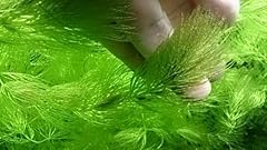 K2aqua ceratophyllum demersum for sale  Delivered anywhere in UK