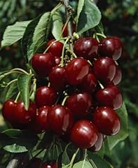 Prunus avium große gebraucht kaufen  Wird an jeden Ort in Deutschland
