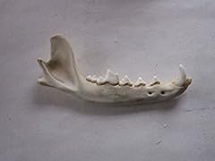 Coyote jaw bone for sale  Delivered anywhere in USA 