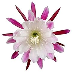Epiphyllum anguliger semi d'occasion  Livré partout en France