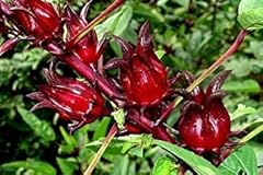 Jamaican sorrel seeds for sale  Delivered anywhere in USA 