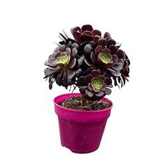 Aeonium arboreum velours gebraucht kaufen  Wird an jeden Ort in Deutschland