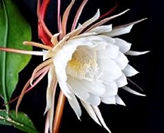 100 graines fleurs d'occasion  Livré partout en France