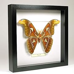 Attacus atlas papillon d'occasion  Livré partout en France