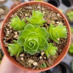 Greenovia dodrentalis mountain for sale  Delivered anywhere in USA 