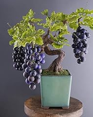 Grape bonsai tree for sale  Delivered anywhere in USA 