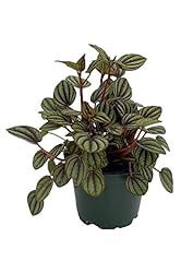 Piccolo banda peperomia for sale  Delivered anywhere in USA 