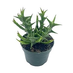 Orbea stapelia schweinfurthii for sale  Delivered anywhere in USA 