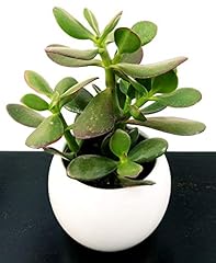 Powers flowers crassula usato  Spedito ovunque in Italia 
