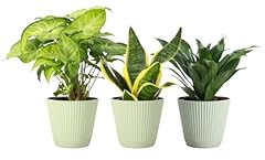 Thorsen greenhouse live for sale  Delivered anywhere in USA 