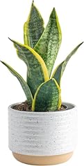 Costa farms sansevieria for sale  Delivered anywhere in USA 