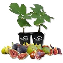 Variety pack fig for sale  Delivered anywhere in USA 