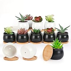 Shecipin pack succulent for sale  Delivered anywhere in USA 