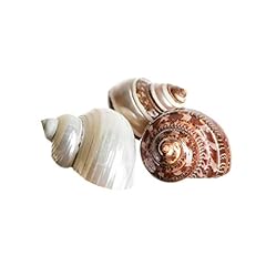 Hermit crab shells for sale  Delivered anywhere in USA 