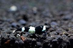 Soshrimp black panda for sale  Delivered anywhere in USA 