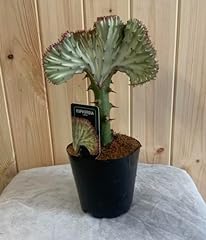 Beautiful grafted euphorbia for sale  Delivered anywhere in UK