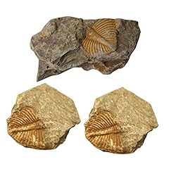 Skisuno 3stücke trilobiten gebraucht kaufen  Wird an jeden Ort in Deutschland