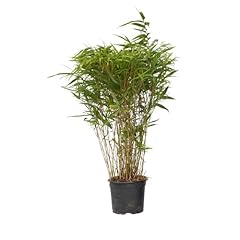 Plant box bambou d'occasion  Livré partout en France