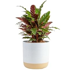 Costa farms calathea for sale  Delivered anywhere in USA 