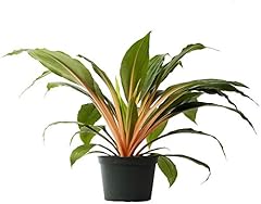 American plant fire for sale  Delivered anywhere in USA 