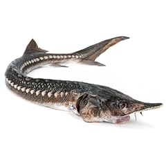 Sturgeon 4kg for sale  Delivered anywhere in UK