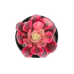 Live succulent aeonium for sale  Delivered anywhere in USA 